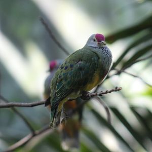 Marianas Fruit-Dove