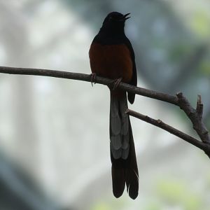 White-Rumped Shama