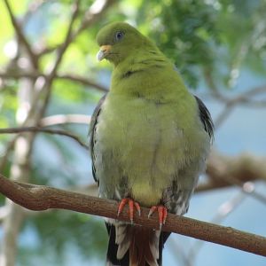 Madagascar Green-Pigeon
