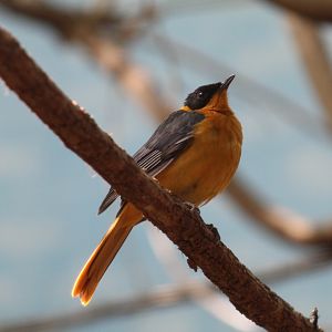 Snowy-Crowned Robin-Chat
