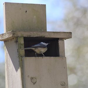 Carolina Chickadee
