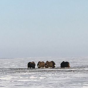 Muskox - Alaska