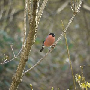 Eurasian Bullfinch