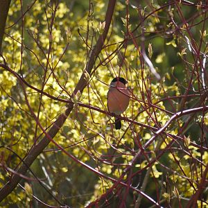 Eurasian Bullfinch
