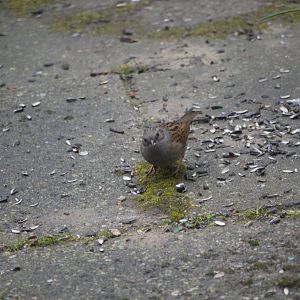 Dunnock
