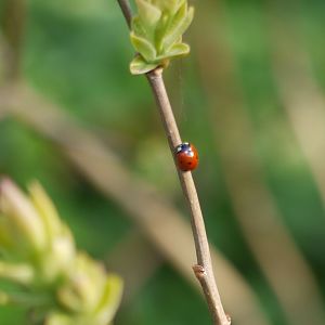 Seven-spotted Ladybug