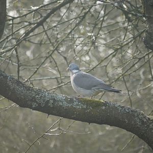 Common Wood Pigeon