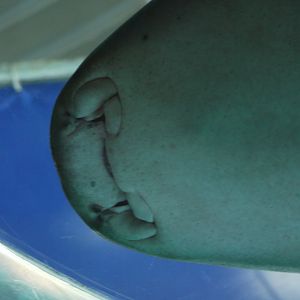 Nurse Shark