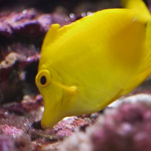 Yellow Tang