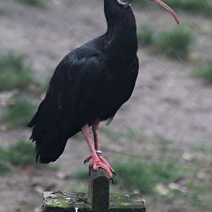 Southern bald ibis (Geronticus calvus)