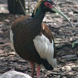 Madagascan ibis (Lophotibis cristata)