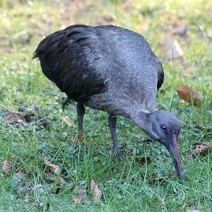Hadeda ibis (Bostrychia hagedash)