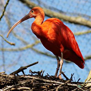 Scarlet ibis (Eudocimus ruber)