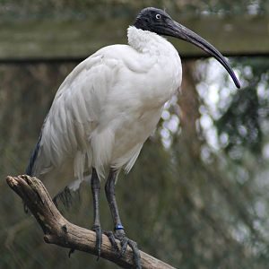 Malagasy sacred ibis (Threskiornis bernieri)