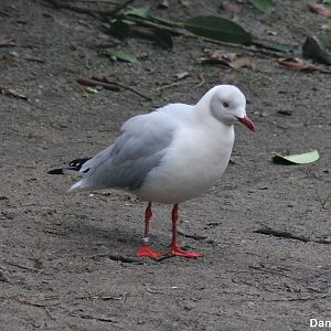 Grey-headed gull (Chroicocephalus cirrocephalus)