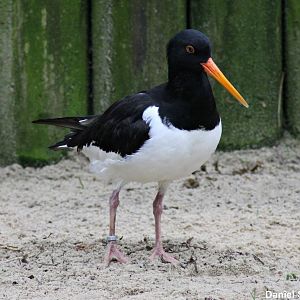 Eurasian oystercatcher (Haematopus ostralegus)