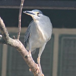 Striated heron (Butorides striata)