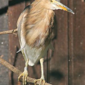 Javan pond heron (Ardeola speciosa)