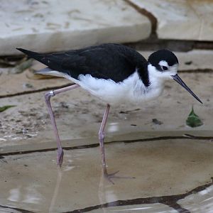Black-necked stilt (Himantopus mexicanus)