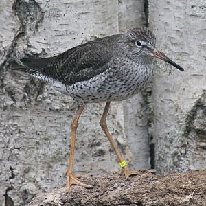 Common redshank (Tringa totanus)