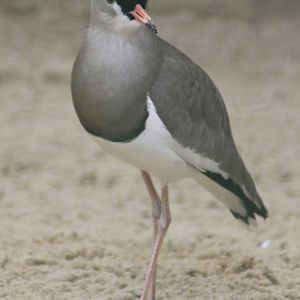 Crowned lapwing (Vanellus coronatus)