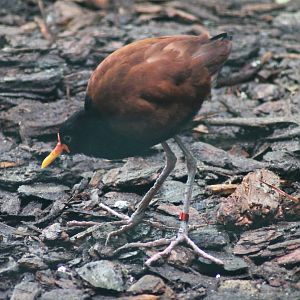 Wattled jacana (Jacana jacana)