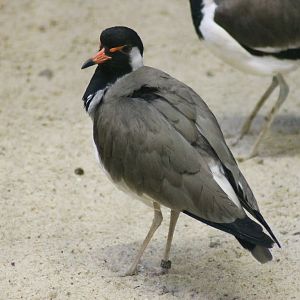Red-wattled lapwing (Vanellus indicus)