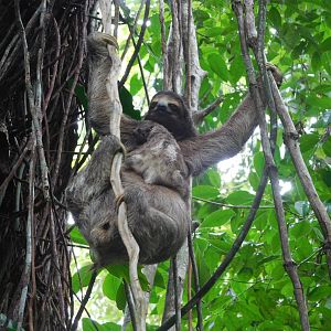 Brown-throated sloth (Bradypus variegatus) with young