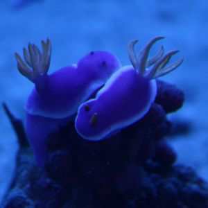 Hypselodoris bullocki