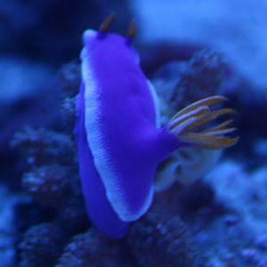 Hypselodoris bullocki