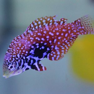 Leopard wrasse - Macropharyngodon bipartitus