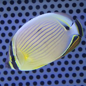 Oval butterflyfish - Chaetodon lunulatus