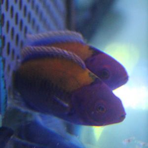 Orange-backed fairy wrasse - Cirrhilabrus aurantidorsalis