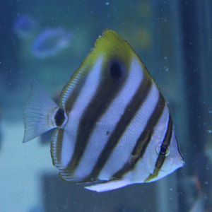 Eye-spot butterflyfish - Parachaetodon ocellatus