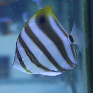 Eye-spot butterflyfish - Parachaetodon ocellatus
