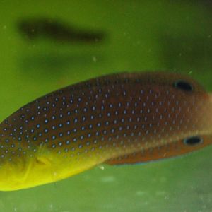 Yellow-breasted wrasse - Anampses twisti