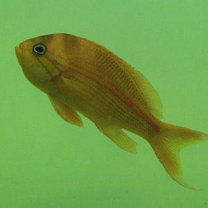 Red-stripe anthias - Pseudanthias fasciatus