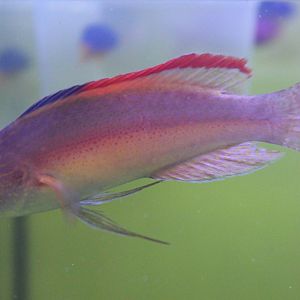 Velvet red-margined fairy wrasse - Cirrhilabrus rubrimarginatus
