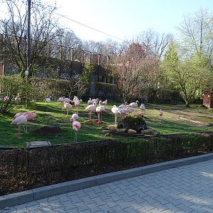 Krakow Zoo 04/2019: Flamingo enclosure