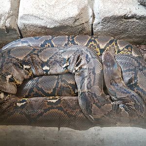 Reticulated python