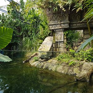 Dwarf crocodile - Pond turtle - Fish enclosure