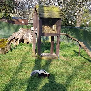 Skunk enclosure