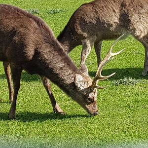 Sika deer