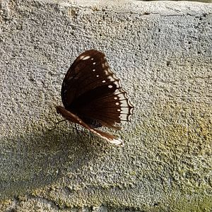 Butterfly ID