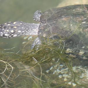 Spotted pond turtle