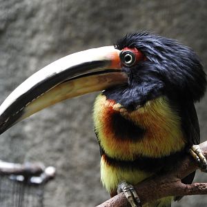 Pale-Mandibled Aracari (Pteroglossus erythropygius)