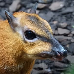 Greater Malayan Chevrotain (Tragulus napu)