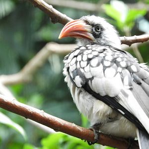 African Red-Billed Hornbill (Tockus erythrorhynchus)