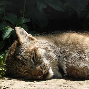 Canada Lynx (Lynx canadensis)