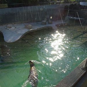 Krakow Zoo 04/2019: Patagonian sea lion enclosure